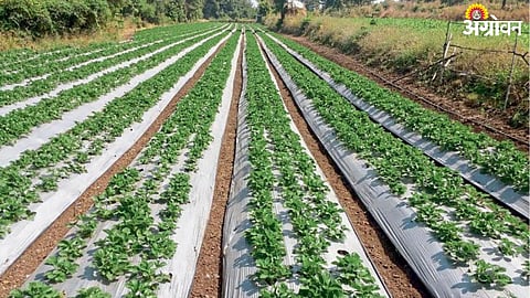 Strawberry Cultivation