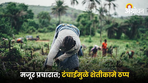 Agriculture Labor