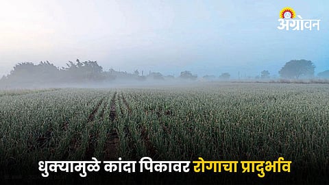 Onion Crops