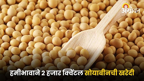 Soybean