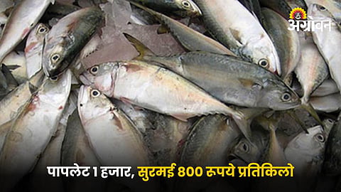 Fish Market