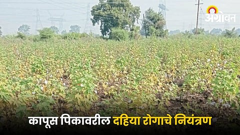 Cotton Farm