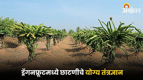 Dragon Fruit Farming