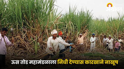 Sugarcane Farmer