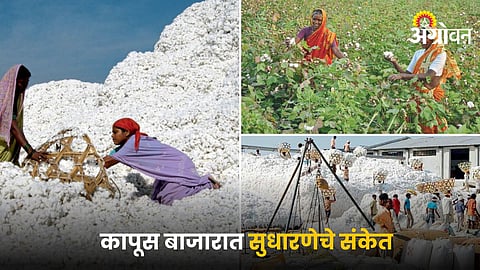 Cotton Market