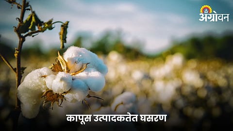 Cotton 