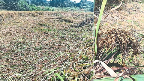 Sindhudurg Farmers