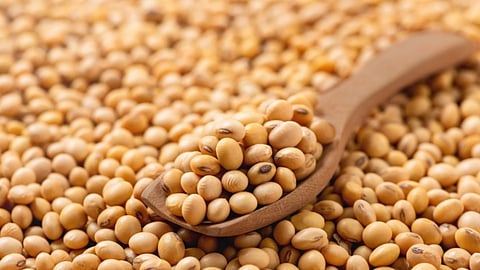 Soyabean Rate