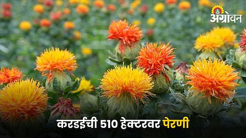 Safflower Farming