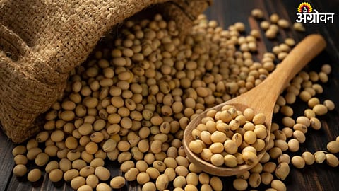 Soybean 