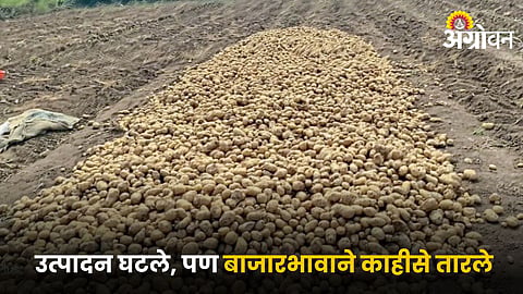 Batata Farming