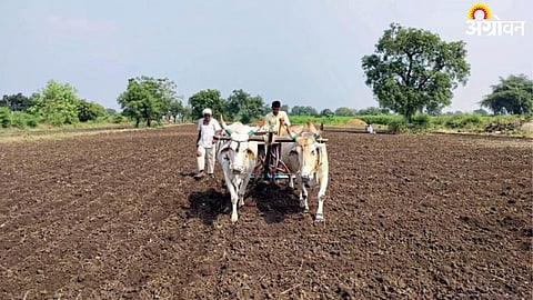 Rabi Sowing
