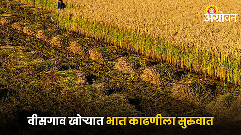 Paddy Farming