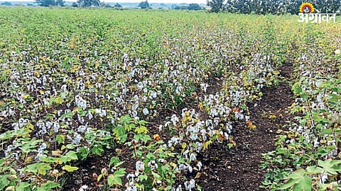 Cotton