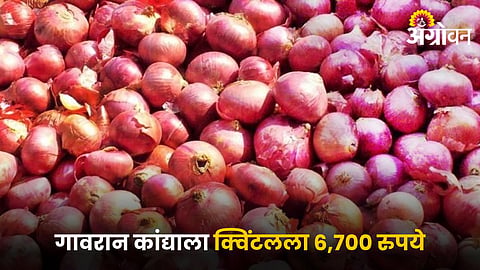 Onion