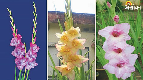 Gladiolus Flower