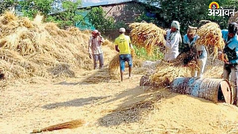 Paddy Harvesting 