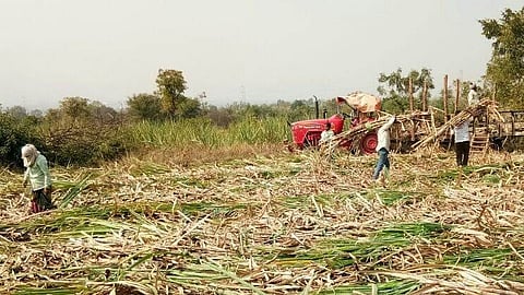 Sangli Sugarcane