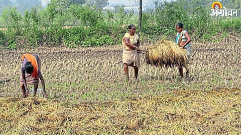 Paddy Crop