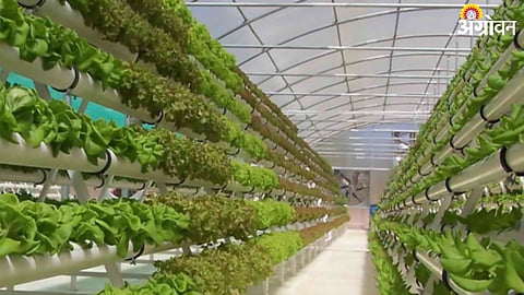 Aeroponics 