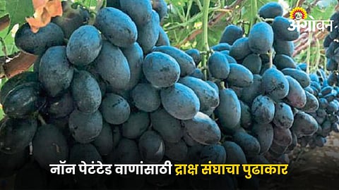 Grape