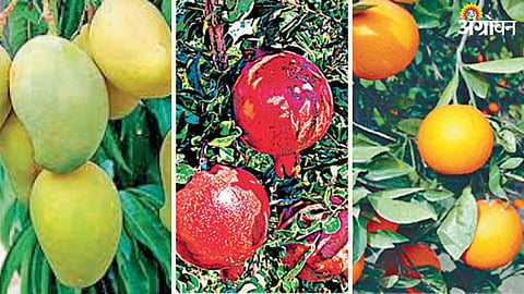 Fruit Crop Insurance 