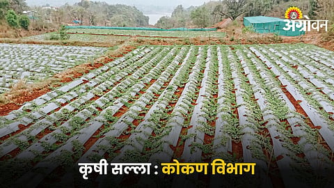 Crop Advisory