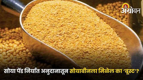 Soybean Meal