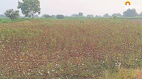 Cotton Crop