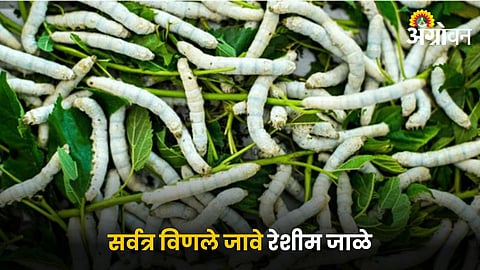 Silk Farming