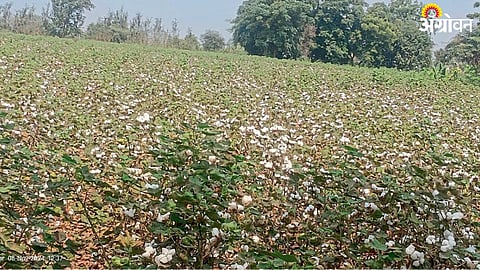 Cotton Crop