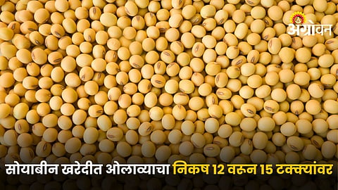 Soybean