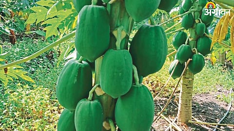 Papaya 