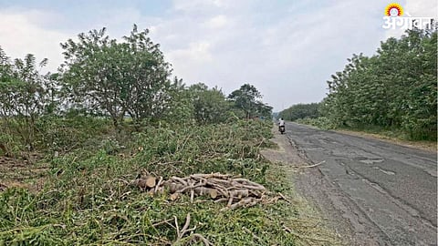 Tree Cutting 