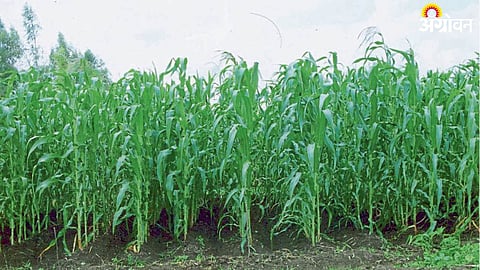Animal Fodder
