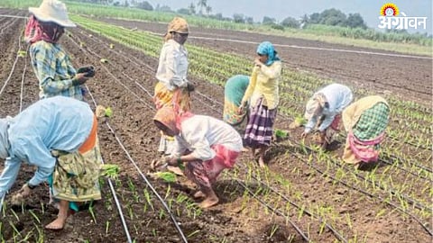 Onion Cultivation