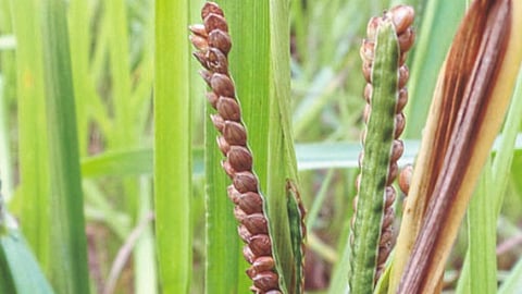 Kodo Millet