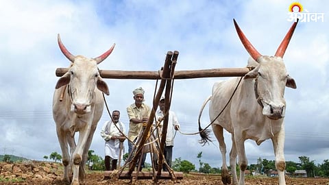 Rabi Sowing 