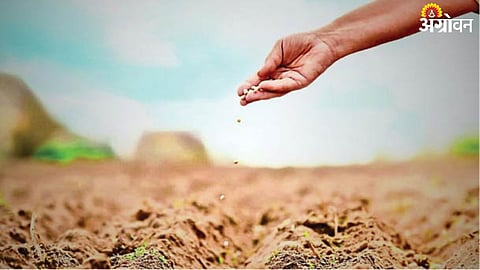 Seed 