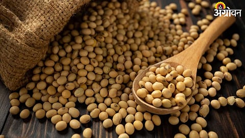 Soybean 