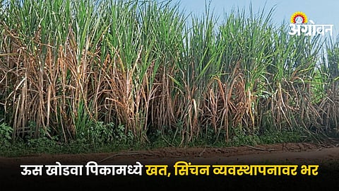 Sugarcane Farming