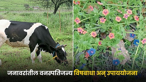 Animal Health