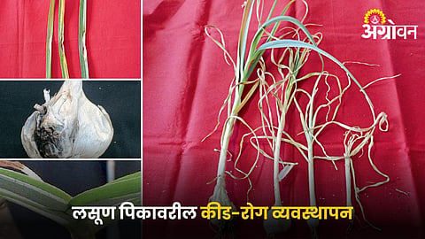 Garlic Pest and Disease
