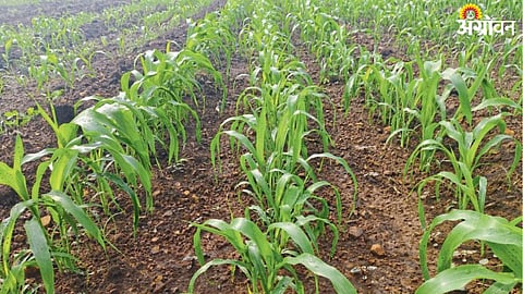 Rabi Sowing 