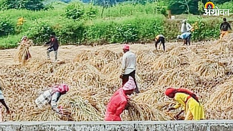 Paddy Harvesting 