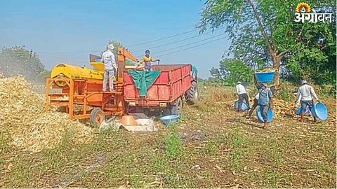 Maize Harvesting 