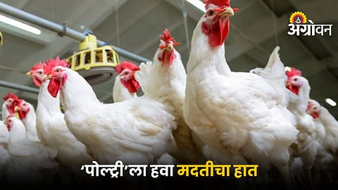 Poultry Farming