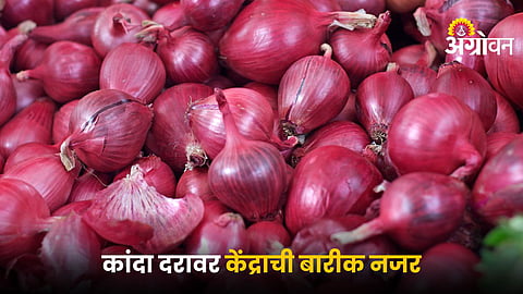 Onion Market