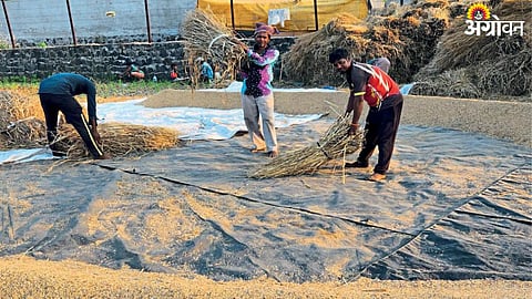 Paddy Threshing 