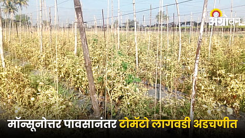 Tomato Farming